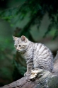 wildkatze210509-6