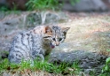 wildkatze230509-2