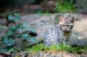 wildkatze230509-3