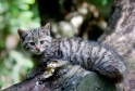 wildkatze240509-1