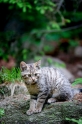 wildkatze240509-3