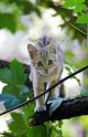 wildkatze280707-1
