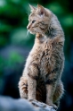 wildkatze310509-2