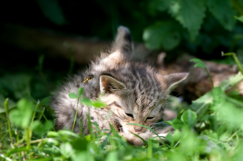 wildkatze200811-2.jpg