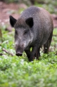 wildschwein020808-2