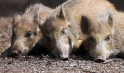 wildschwein020808-6
