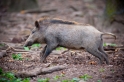 wildschwein050414-11