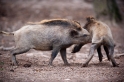wildschwein050414-12