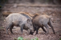 wildschwein050414-14