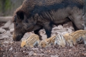 wildschwein050414-17