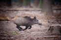 wildschwein050414-18