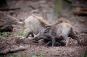 wildschwein050414-19