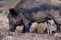 wildschwein050414-20