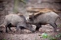 wildschwein050414-21