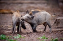 wildschwein050414-23