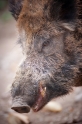 wildschwein050414-8