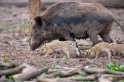 wildschwein050414-9