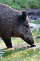 wildschwein050809-1