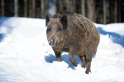 wildschwein080210-1