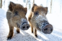 wildschwein080210-11
