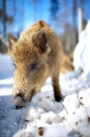 wildschwein080210-7