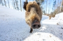 wildschwein080210-9