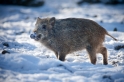 wildschwein110109-4