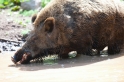wildschwein130615-3