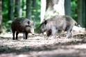 wildschwein230509-2