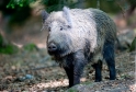 wildschwein230509-5
