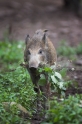 wildschwein230808-1