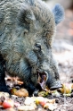 wildschwein250509-1