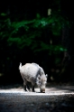 wildschwein250509-2