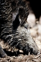 wildschwein250509-3