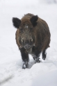 wildschwein270107-2