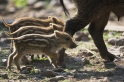 wildschwein290407-3