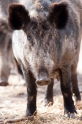 wildschwein300314-3