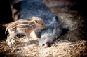 wildschwein300314-4