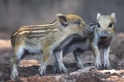 wildschwein310808-1