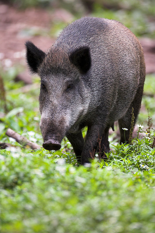 wildschwein020808-2.jpg
