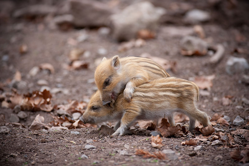 wildschwein050414-22.jpg