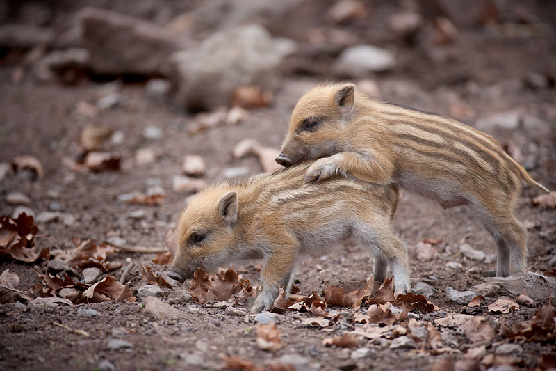 wildschwein050414-25.jpg