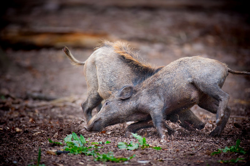 wildschwein050414-30.jpg