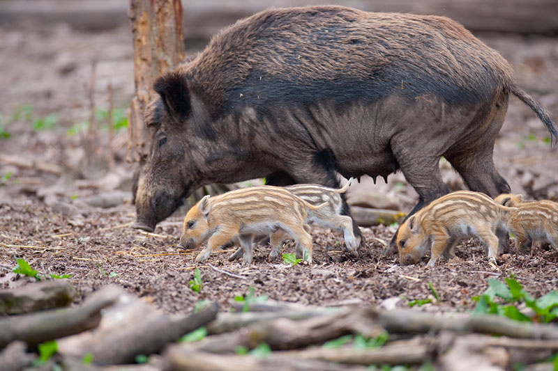wildschwein050414-9.jpg
