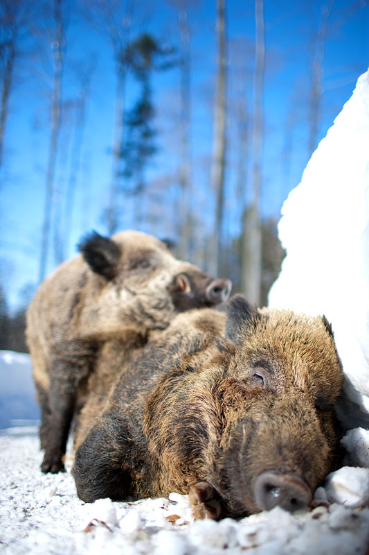 wildschwein080210-5.jpg