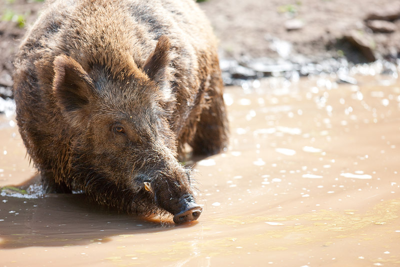 wildschwein130615-1.jpg