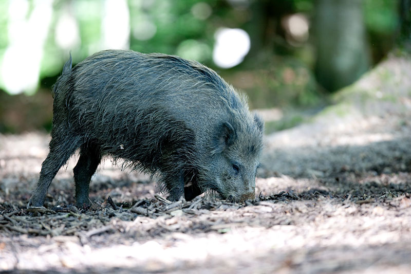 wildschwein230509-1.jpg