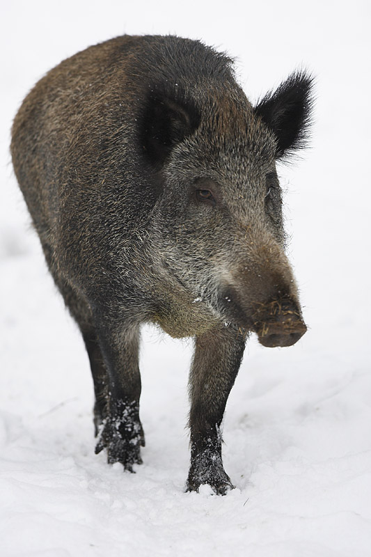 wildschwein270107-4.jpg