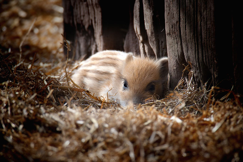 wildschwein300314-1.jpg
