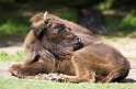 wisent020808-5